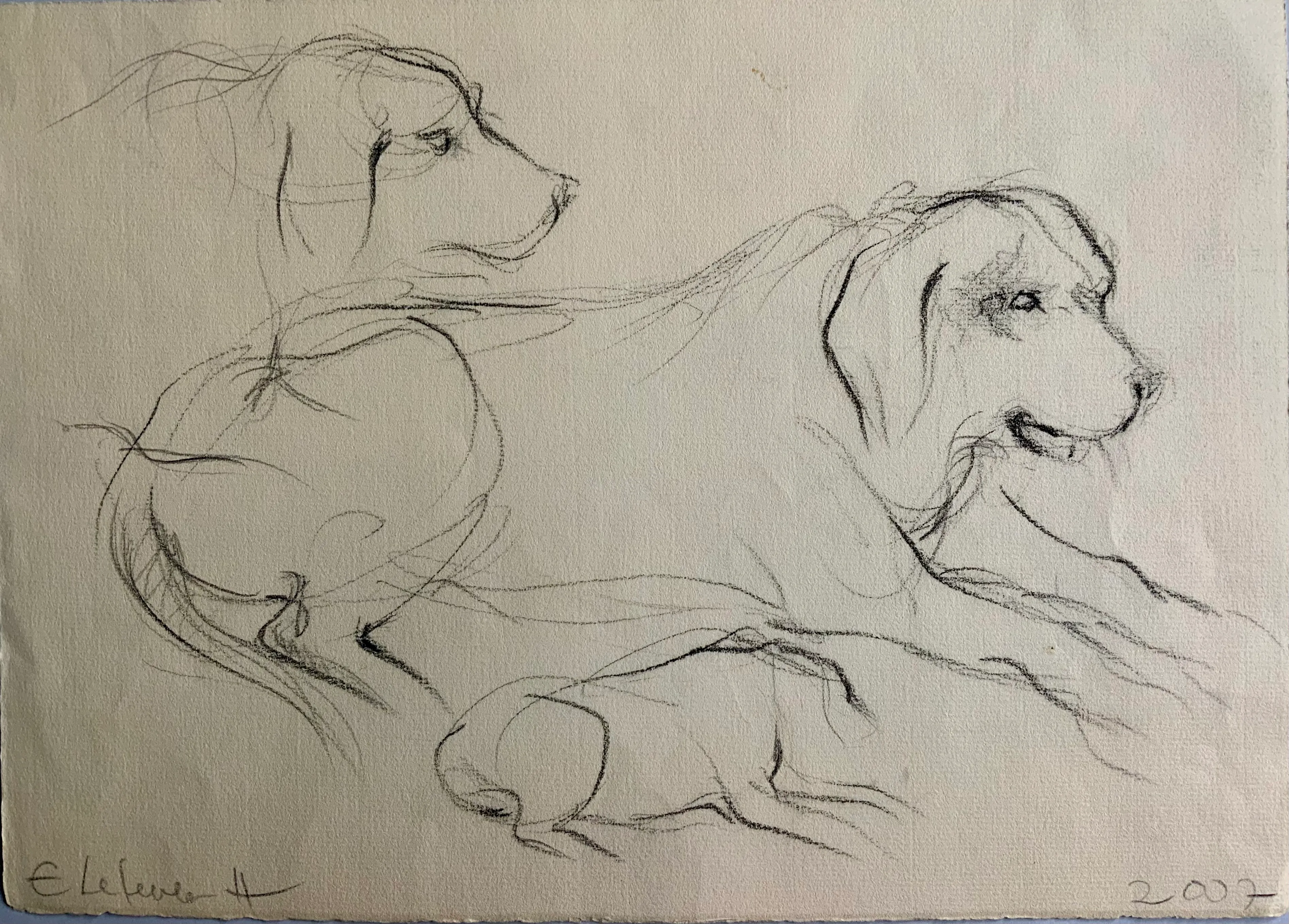 Obra "Apuntes de perrito viejo I" de Eva Lefever