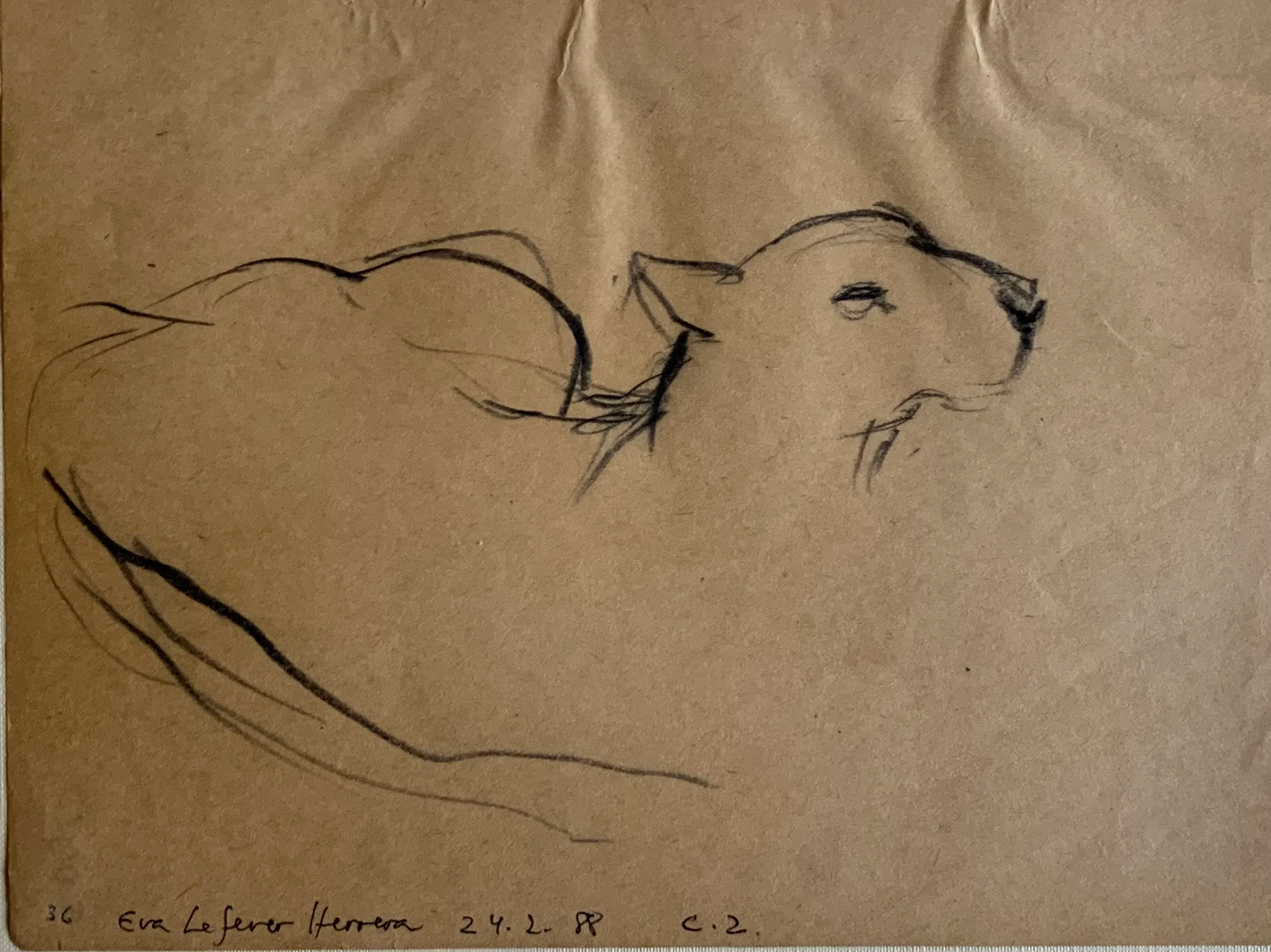 Obra "Estudio de pumas I" de Eva Lefever