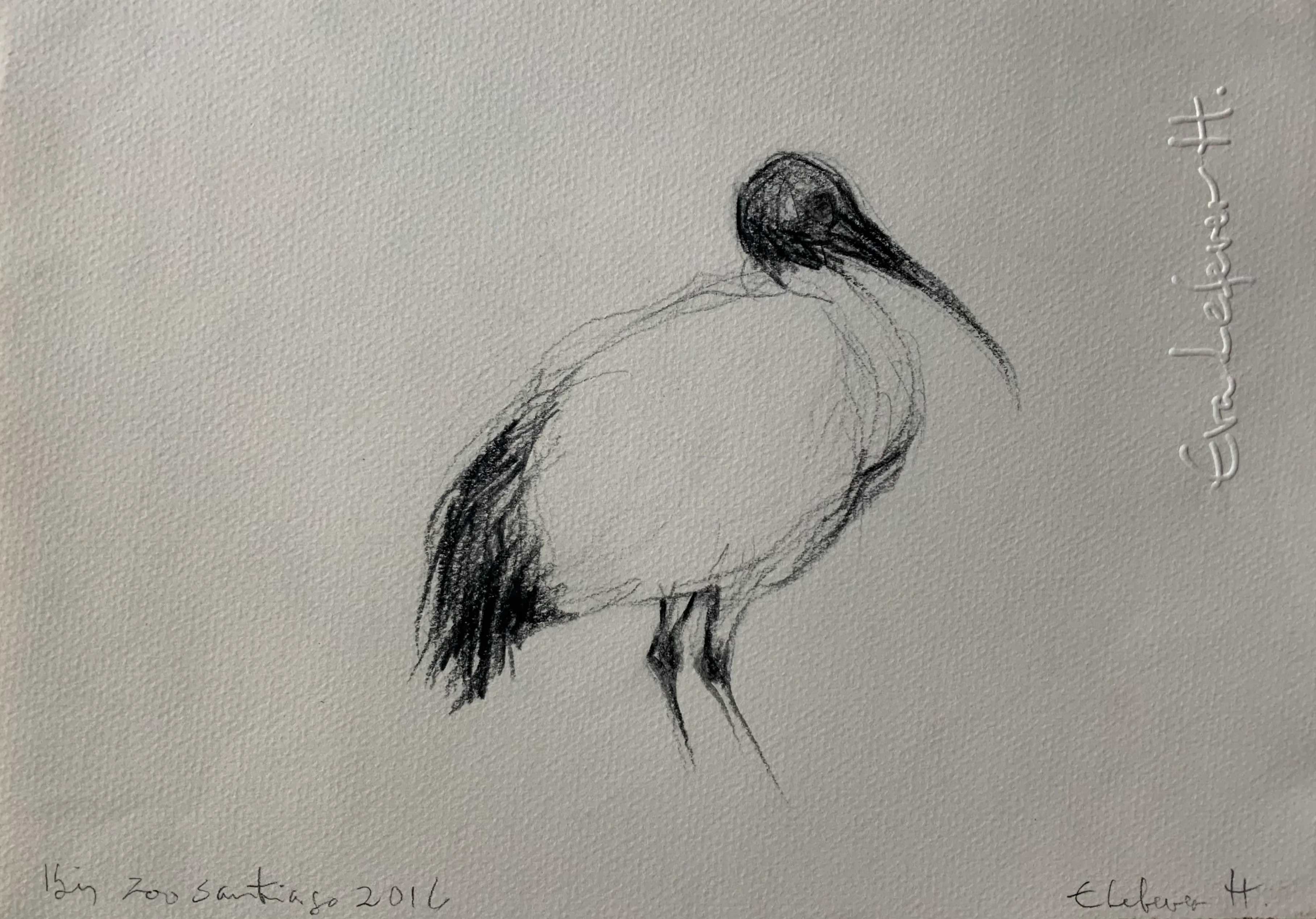 Obra "Ibis I" de Eva Lefever
