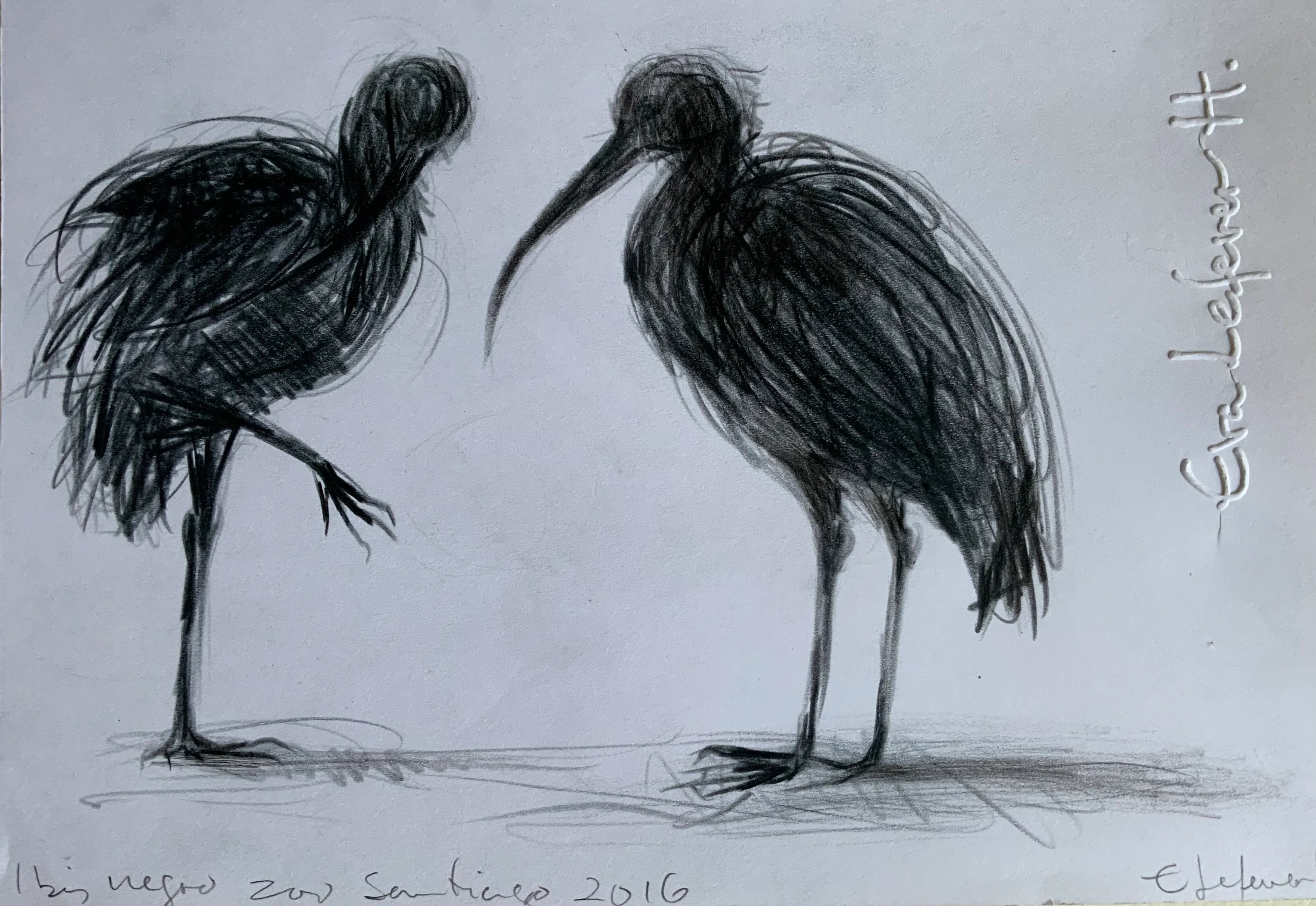 Obra "Ibis negros" de Eva Lefever